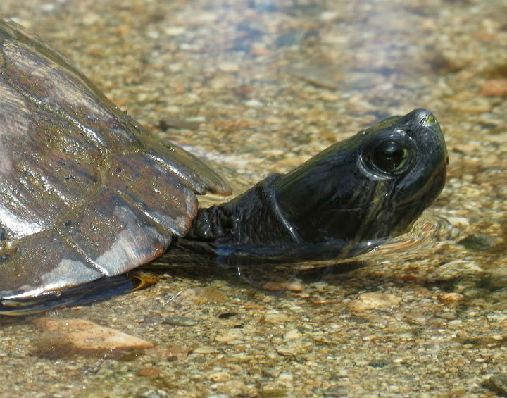 Melanistic Red-eared Slider.